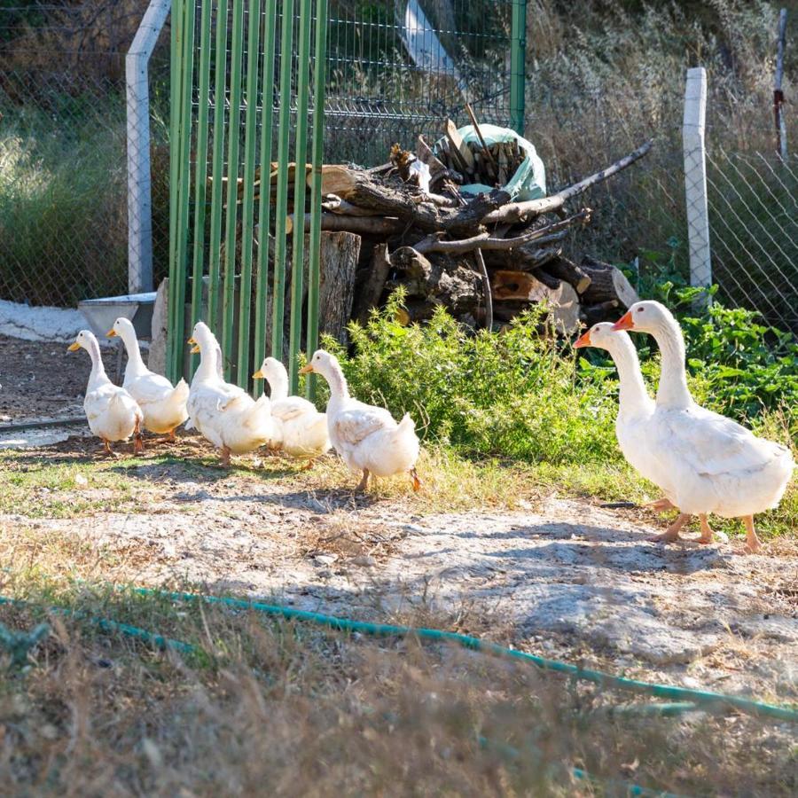 Hotel Gaia Kozbeyli Foca Exteriér fotografie